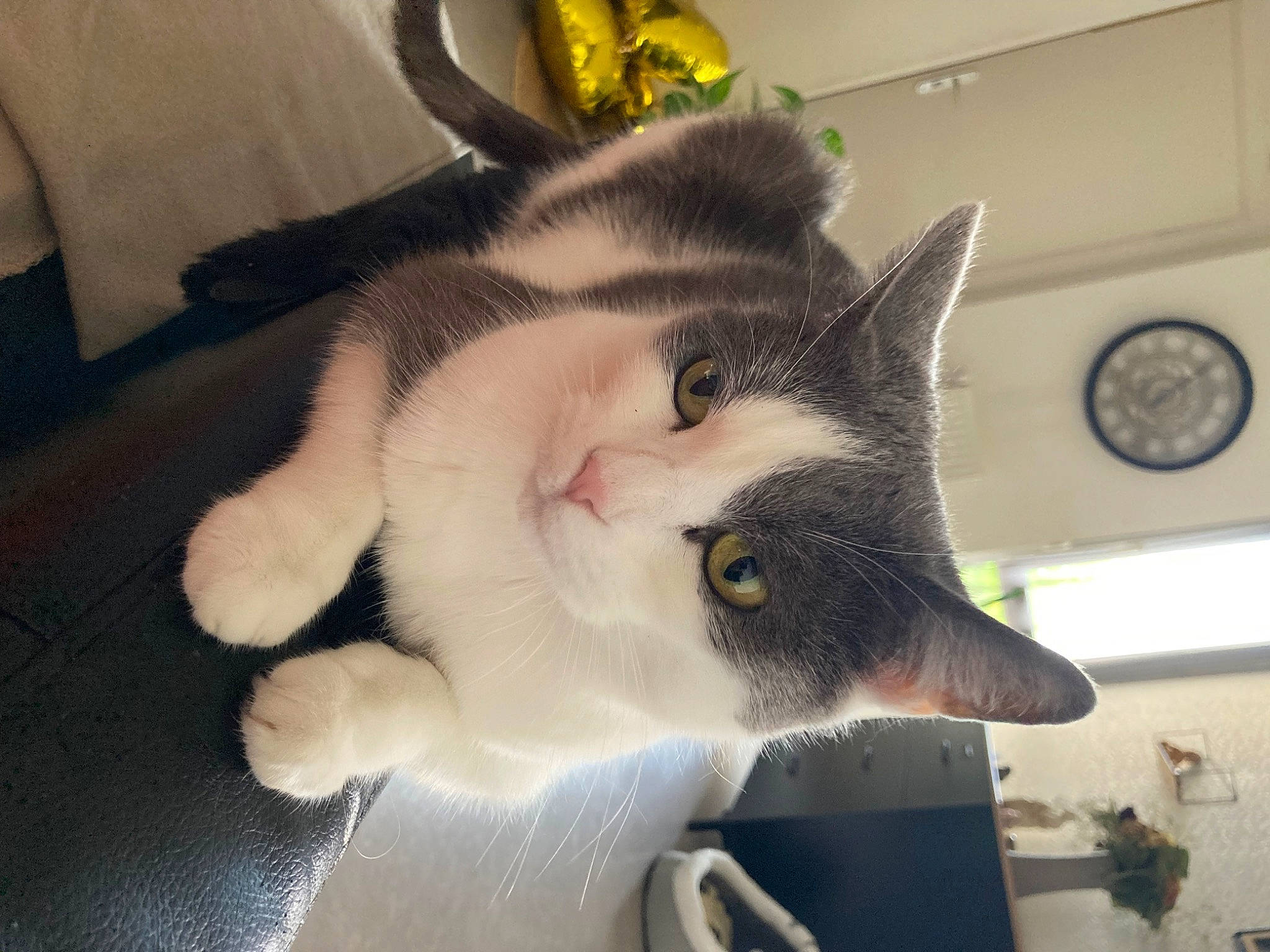 Kellsy participe au concours pour gagner de l'argent avec cette photo : carnivore, cat, claw, clock, comfort, domestic_short_haired_cat, ear, eye, felidae, flooring, fur, paw, plant, small_to_medium_sized_cats, snout, tail, whiskers, window