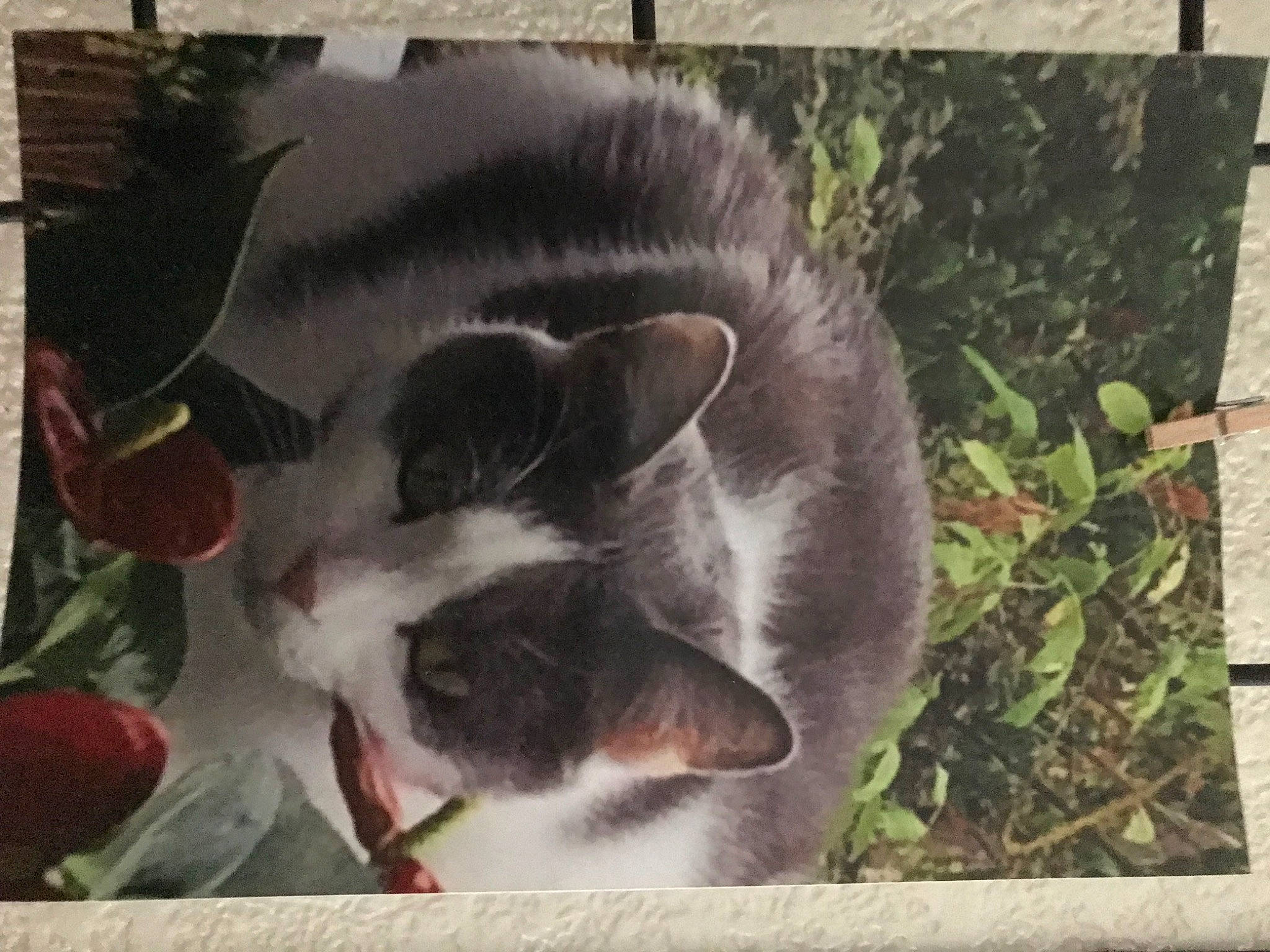 Kellsy a rejoint le concours — aidez-le/la à gagner de superbes lots ! art, carmine, carnivore, cat, coquelicot, domestic_short_haired_cat, felidae, fur, grass, groundcover, petal, photo_caption, plant, rectangle, small_to_medium_sized_cats, tail, terrestrial_animal, whiskers, window