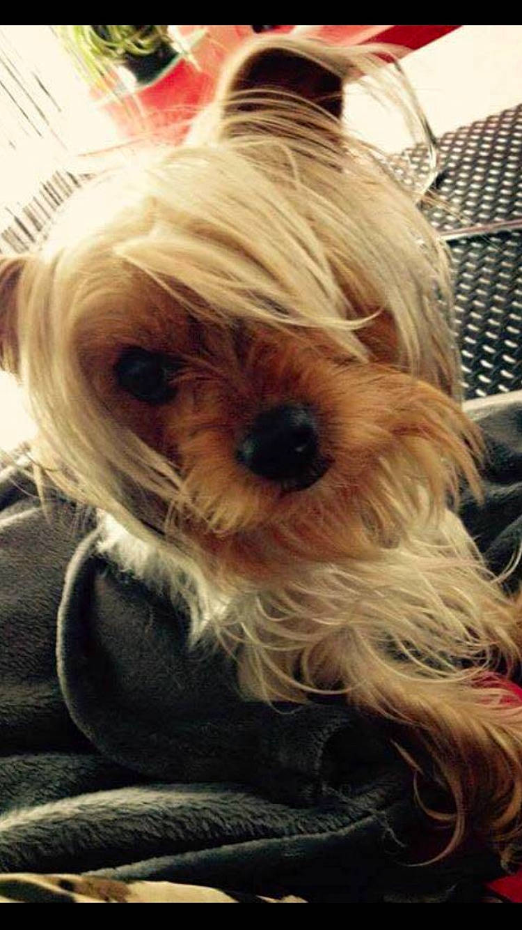 Joone participe au concours pour gagner de l'argent avec cette photo : biewer_terrier, blond, canidae, carnivore, companion_dog, dog, dog_breed, dog_clothes, dog_supply, fawn, fur, liver, shih_tzu, small_terrier, snout, sporting_group, terrier, toy_dog, working_animal, yorkipoo