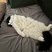Lewis joined the competition — help win amazing prizes! bed, black_and_white, cat, comfy, couch, cozy, cute, domestic_animal, feline, fluffy, fur, indoor, pet, pillow, relaxing, resting, sleeping, soft, tail, whiskers