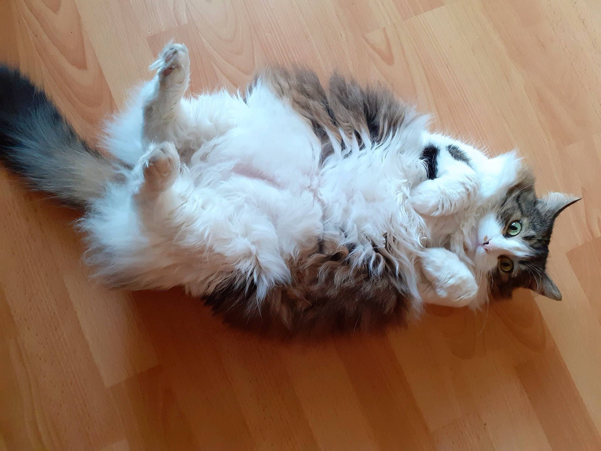 Vagabonde a rejoint le concours — aidez-le/la à gagner de superbes lots ! carnivore, cat, claw, comfort, companion_dog, dog_breed, domestic_short_haired_cat, fawn, felidae, flooring, foot, fur, hardwood, laminate_flooring, paw, small_to_medium_sized_cats, tail, whiskers, wood, wood_flooring