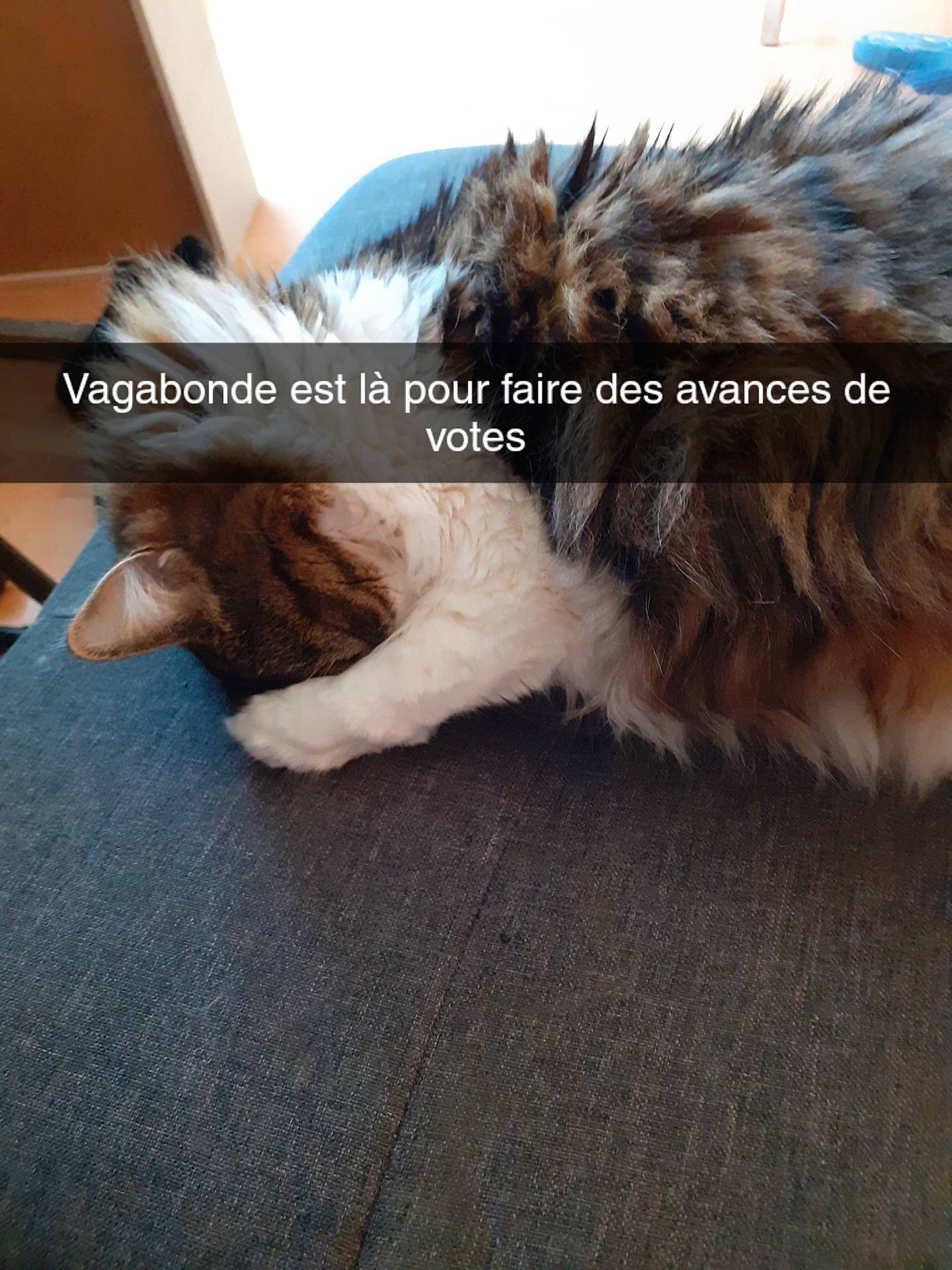 Vagabonde a rejoint le concours — aidez-le/la à gagner de superbes lots ! canidae, carnivore, comfort, companion_dog, dog, dog_breed, felidae, flooring, fur, gesture, liver, paw, small_terrier, small_to_medium_sized_cats, snout, sporting_group, tail, terrier, toy_dog, whiskers