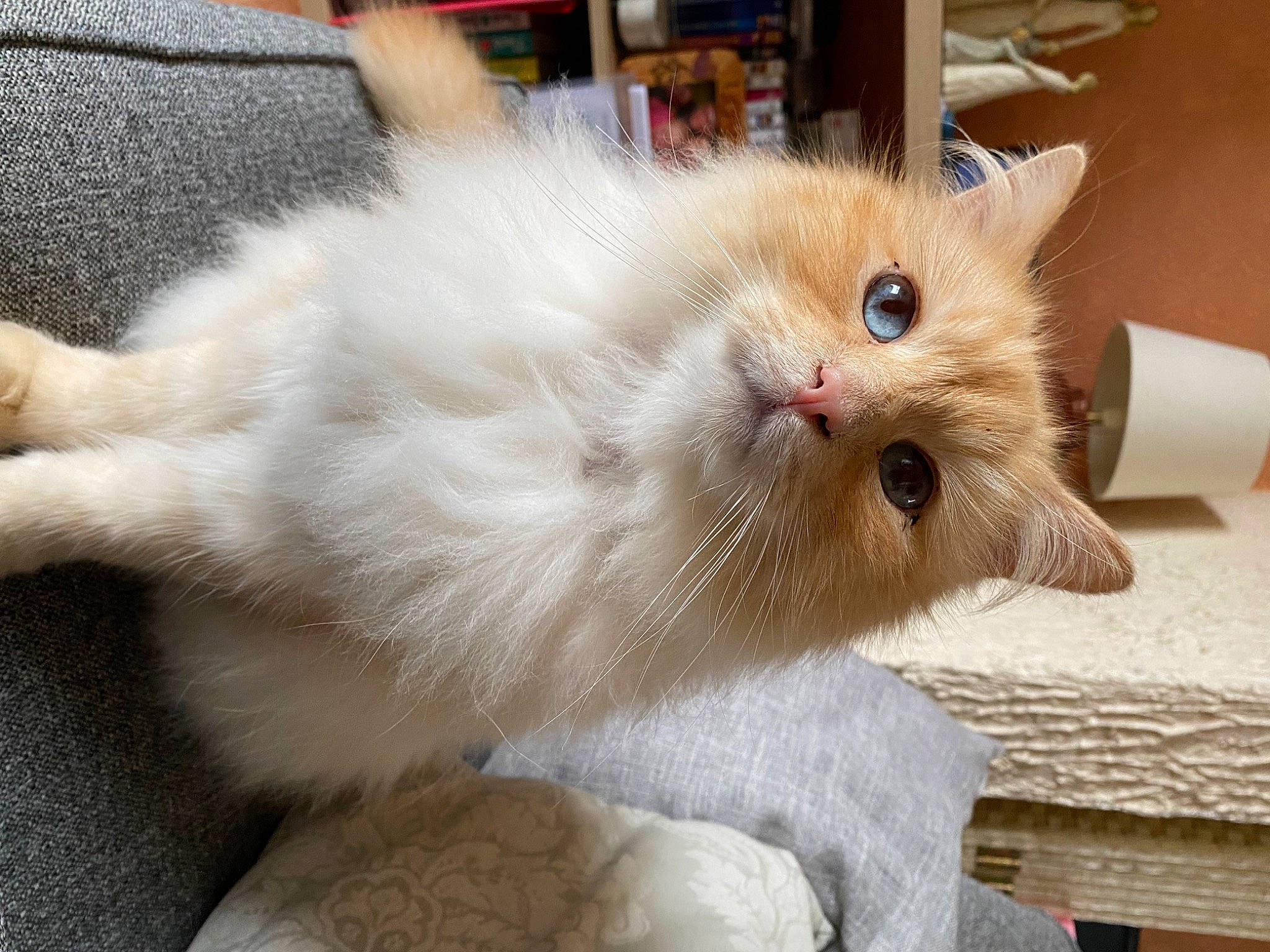 Simba joined the competition — help win amazing prizes! carnivore, cat, claw, domestic_short_haired_cat, fawn, felidae, fur, paw, small_to_medium_sized_cats, snout, tail, whiskers, window