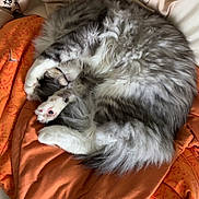 Aïko a rejoint le concours — aidez-le/la à gagner de superbes lots ! animal, beige_fabric, blanket, cat, comfort, cozy, curled_up, cute, domestic_cat, fluffy, fur, indoor, nap, orange_blanket, paws, pet, relaxing, resting, sleeping, soft
