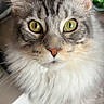 Aïko participe au concours pour gagner de l'argent avec cette photo : cat, fluffy, yellow_eyes, close_up, indoor, pet, feline, curious, whiskers, fur, portrait, animal, domestic_cat, ears, face, cute, tabby, soft, muzzle, looking