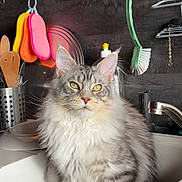 Aïko a rejoint le concours — aidez-le/la à gagner de superbes lots ! cat, fluffy, gray_tabby, kitten, kitchen_sink, kitchen_utensils, dish_scrubbers, wooden_spoon, faucet, cleaning_brush, domestic_cat, pet, indoor, sitting, feline, curious, household, countertop, home, portrait