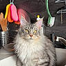 cat, fluffy, gray_tabby, kitten, kitchen_sink, kitchen_utensils, dish_scrubbers, wooden_spoon, faucet, cleaning_brush, domestic_cat, pet, indoor, sitting, feline, curious, household, countertop, home, portrait