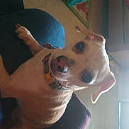 Peanut Butter is registered to the contest to win money with this photo: canidae, carnivore, chest, companion_dog, dog, dog_breed, ear, fawn, fun, fur, gesture, happy, jaw, mammal, nose, personal_protective_equipment, selfie, throat, whiskers, working_animal