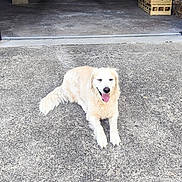 Maddy participe au concours pour gagner de l'argent avec cette photo : animal, concrete, daylight, dog, domestic_animal, driveway, fence, garage, golden_retriever, happy, house, lying_down, nature, outdoor, pet, relaxed, storage, tongue_out, wood, yard