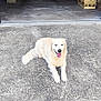 animal, concrete, daylight, dog, domestic_animal, driveway, fence, garage, golden_retriever, happy, house, lying_down, nature, outdoor, pet, relaxed, storage, tongue_out, wood, yard