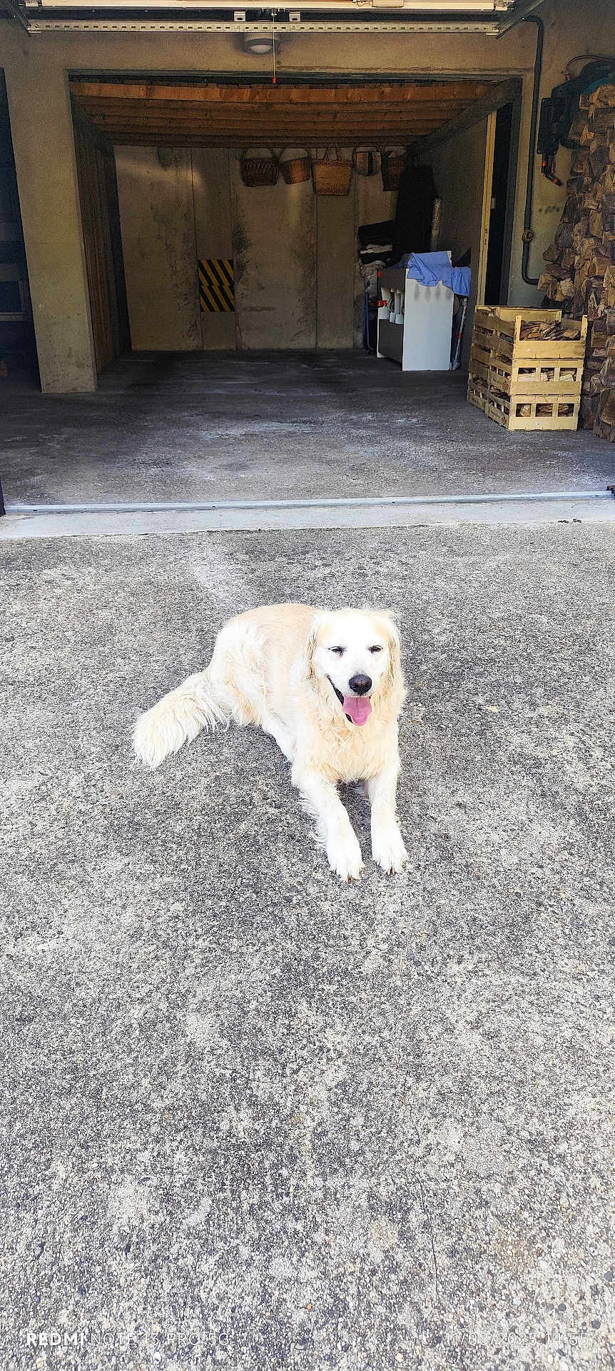 Maddy participe au concours pour gagner de l'argent avec cette photo : animal, concrete, daylight, dog, domestic_animal, driveway, fence, garage, golden_retriever, happy, house, lying_down, nature, outdoor, pet, relaxed, storage, tongue_out, wood, yard