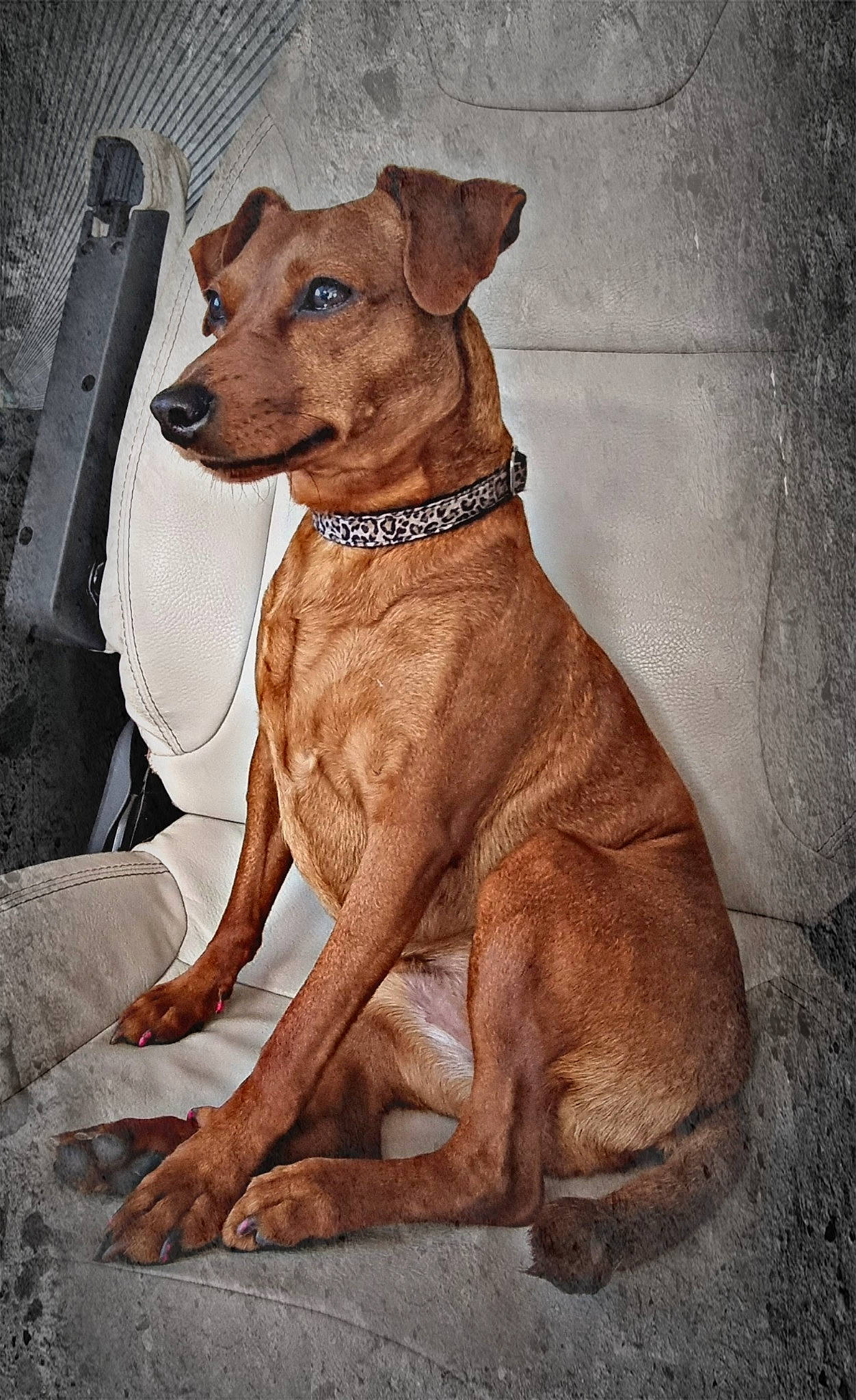 Jessie participe au concours pour gagner de l'argent avec cette photo : art, canidae, carnivore, collar, companion_dog, dog, dog_breed, dog_collar, dog_supply, fawn, hound, liver, pet_supply, sighthound, snout, sporting_group, tail, terrestrial_animal, whiskers, working_animal