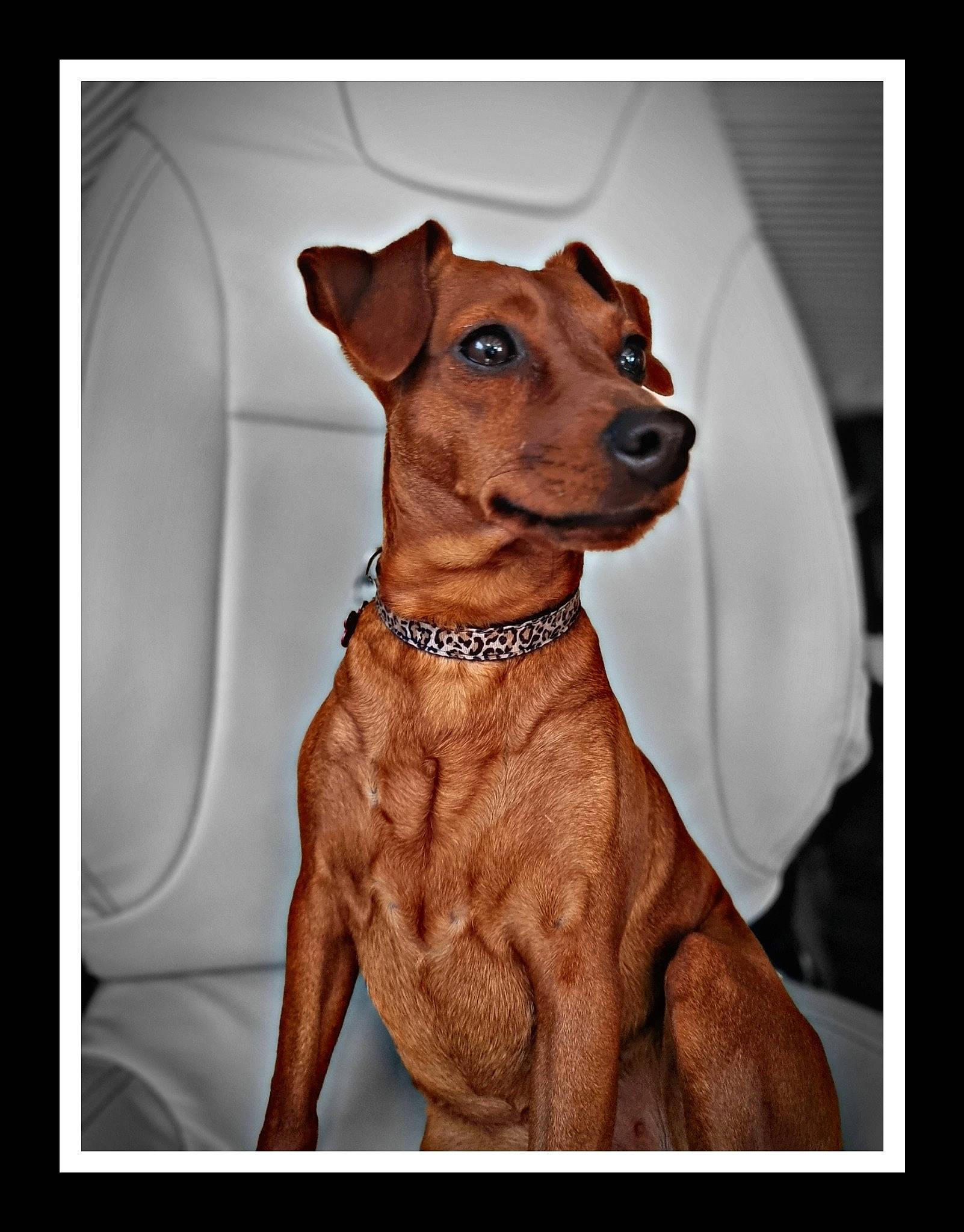 Jessie a rejoint le concours — aidez-le/la à gagner de superbes lots ! art, canidae, carnivore, collar, companion_dog, dog, dog_breed, dog_collar, dog_supply, drawing, fawn, illustration, liver, painting, rampur_greyhound, sighthound, sleeve, snout, sporting_group, working_animal