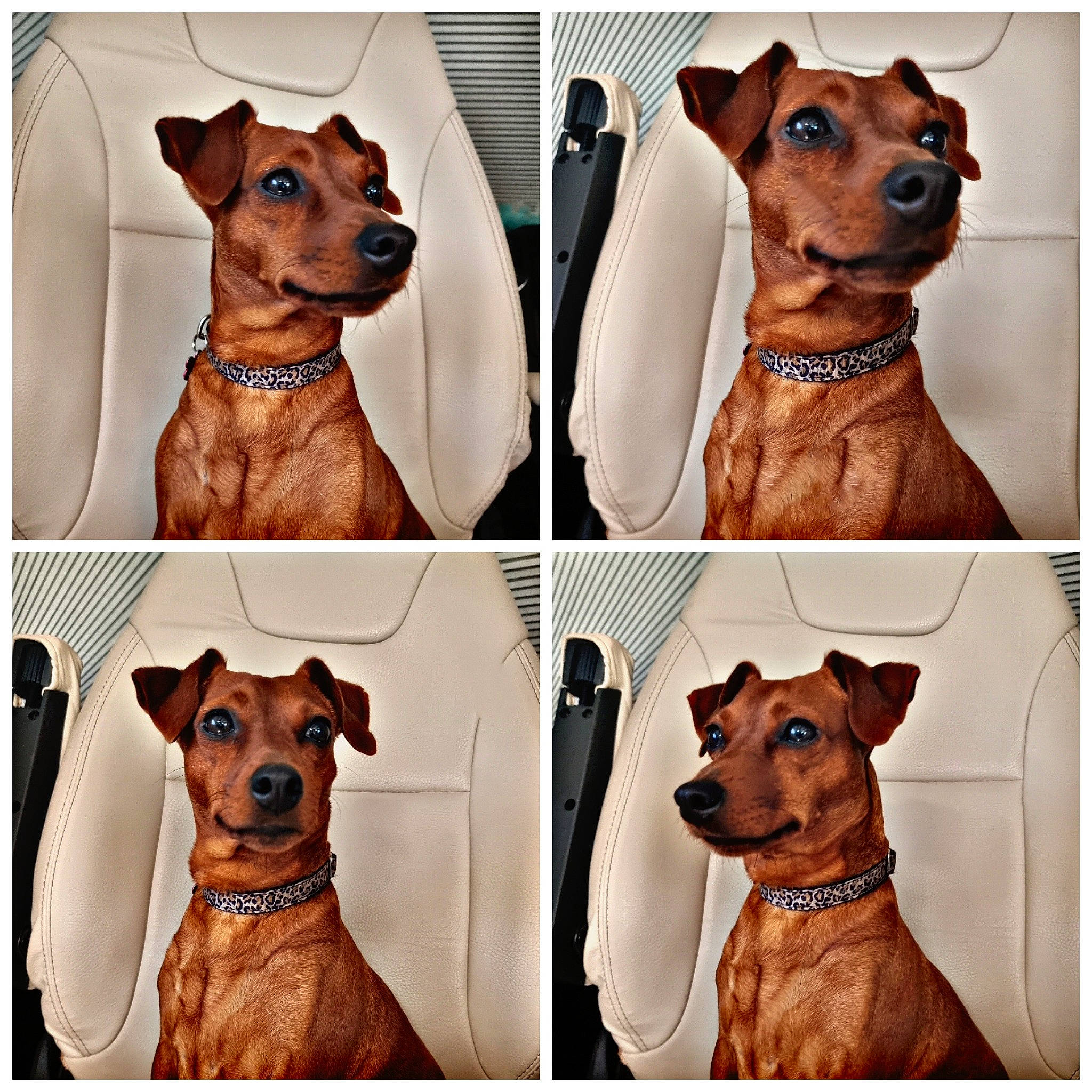 Jessie a rejoint le concours — aidez-le/la à gagner de superbes lots ! canidae, carnivore, collar, companion_dog, dog, dog_breed, dog_collar, dog_supply, fawn, fur, liver, mammal, pattern, pet_supply, sharing, sleeve, snout, sporting_group, sunglasses, working_animal