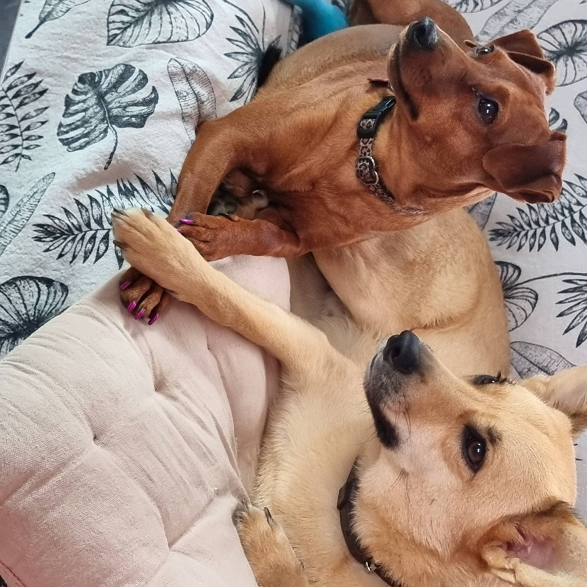 Tipatte a rejoint le concours — aidez-le/la à gagner de superbes lots ! carnivore, chest, collar, comfort, companion_dog, dog, dog_breed, fawn, fur, jaw, linens, liver, paw, photo_caption, snout, sunglasses, terrestrial_animal, whiskers, wildlife, working_animal