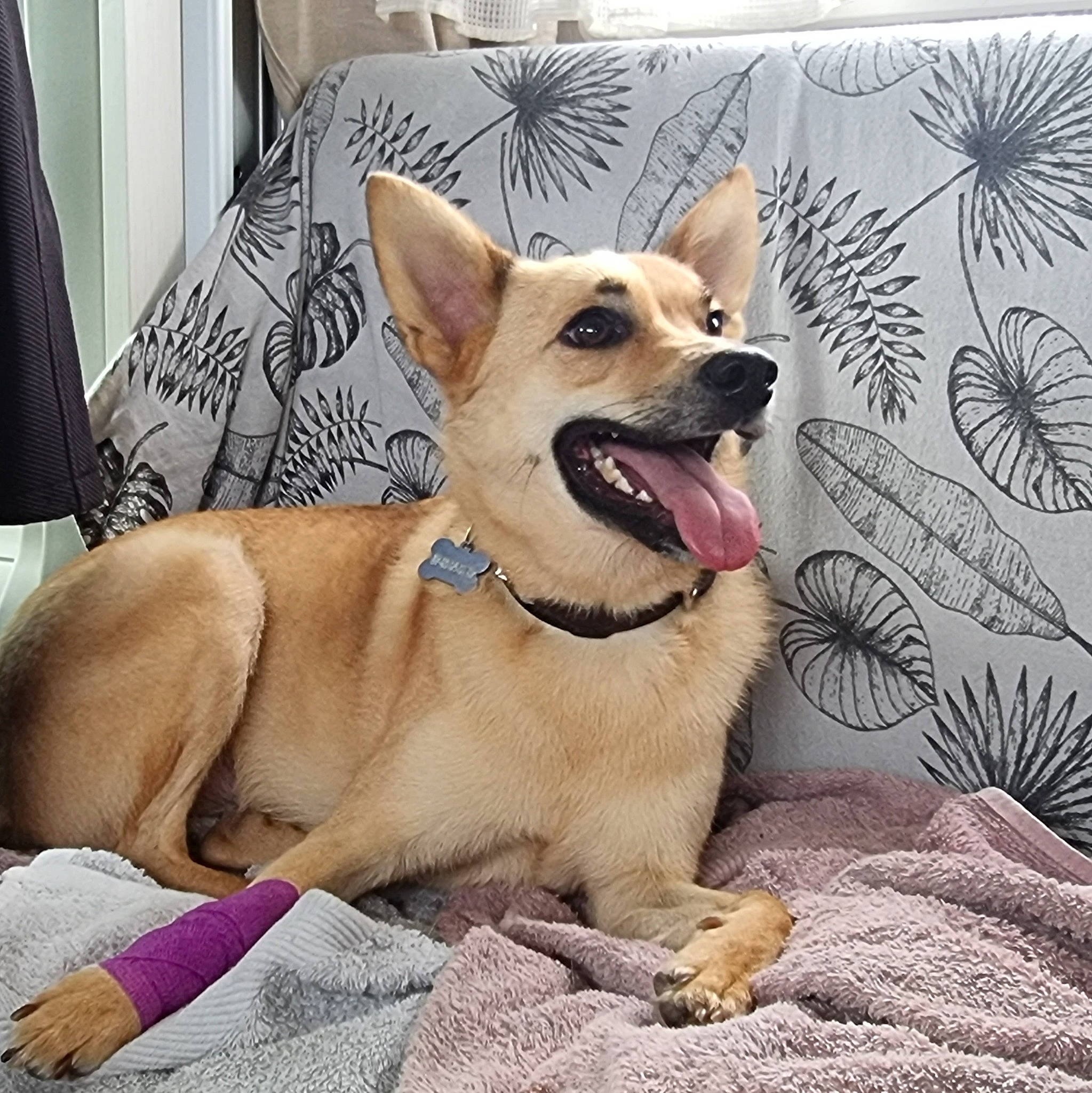 Tipatte participe au concours pour gagner de l'argent avec cette photo : canidae, carnivore, collar, comfort, companion_dog, curtain, dog, dog_breed, dog_collar, dog_supply, door, fang, fawn, paw, smile, snout, sporting_group, tail, whiskers, working_animal