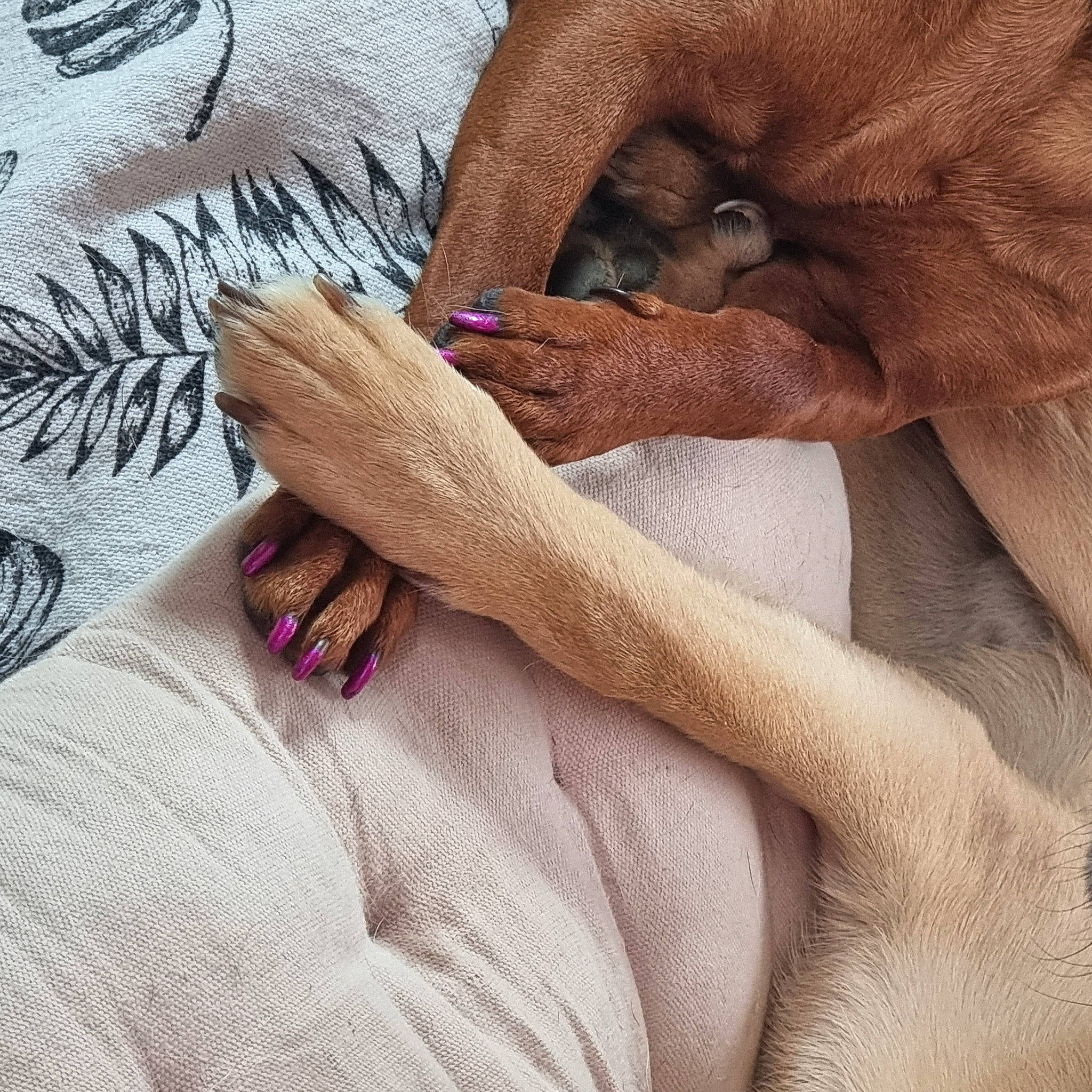 Tipatte a rejoint le concours — aidez-le/la à gagner de superbes lots ! bed, comfort, fawn, felidae, finger, foot, gesture, human_body, human_leg, knee, leg, linens, nail, skin, textile, thumb, wood, wool, wrinkle, wrist