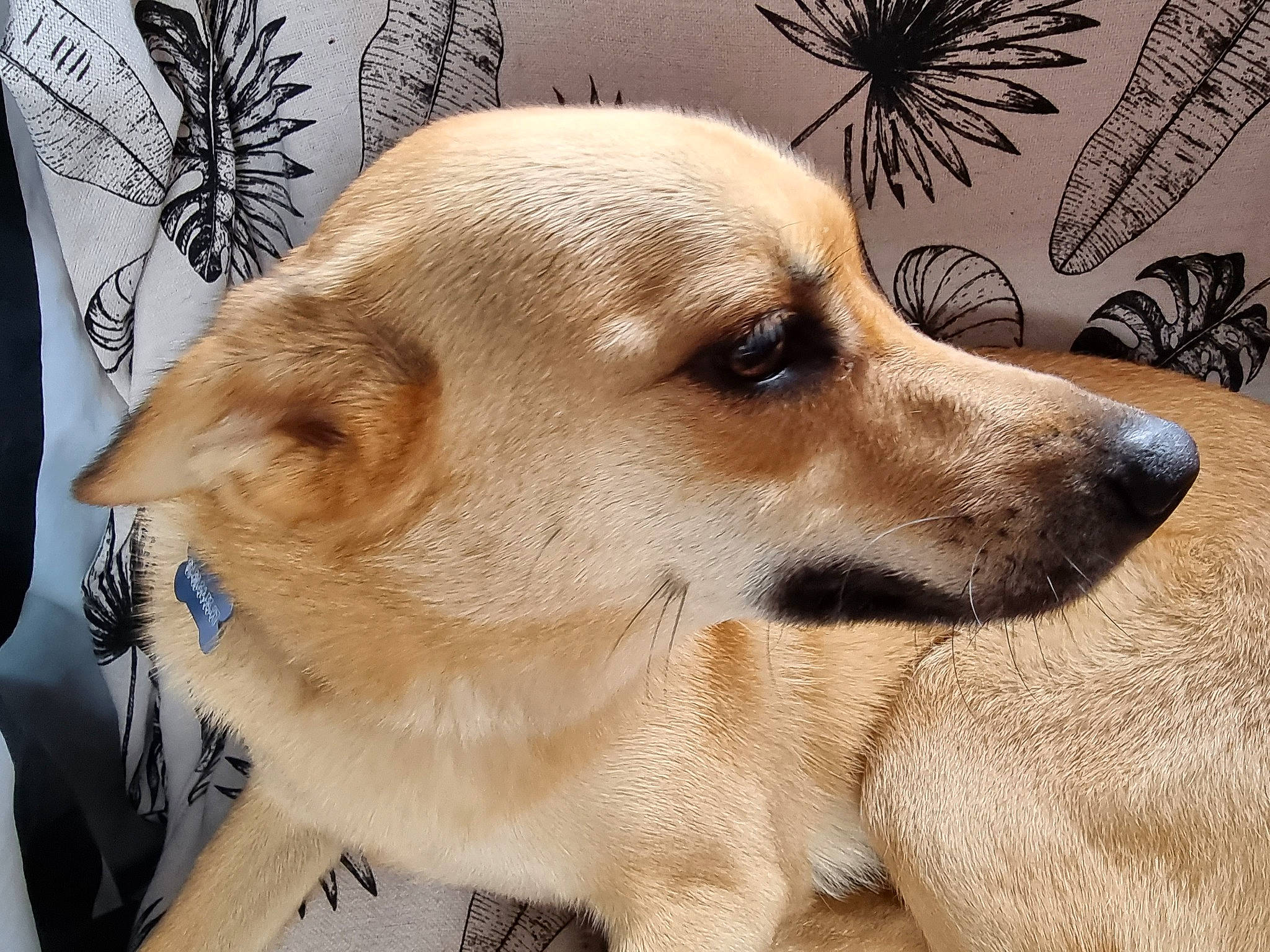 Tipatte a rejoint le concours — aidez-le/la à gagner de superbes lots ! ancient_dog_breeds, canidae, carnivore, collar, companion_dog, dog, dog_breed, ear, fawn, fur, jaw, non_sporting_group, paw, pet_supply, puppy, puppy_love, sporting_group, terrestrial_animal, whiskers, working_animal