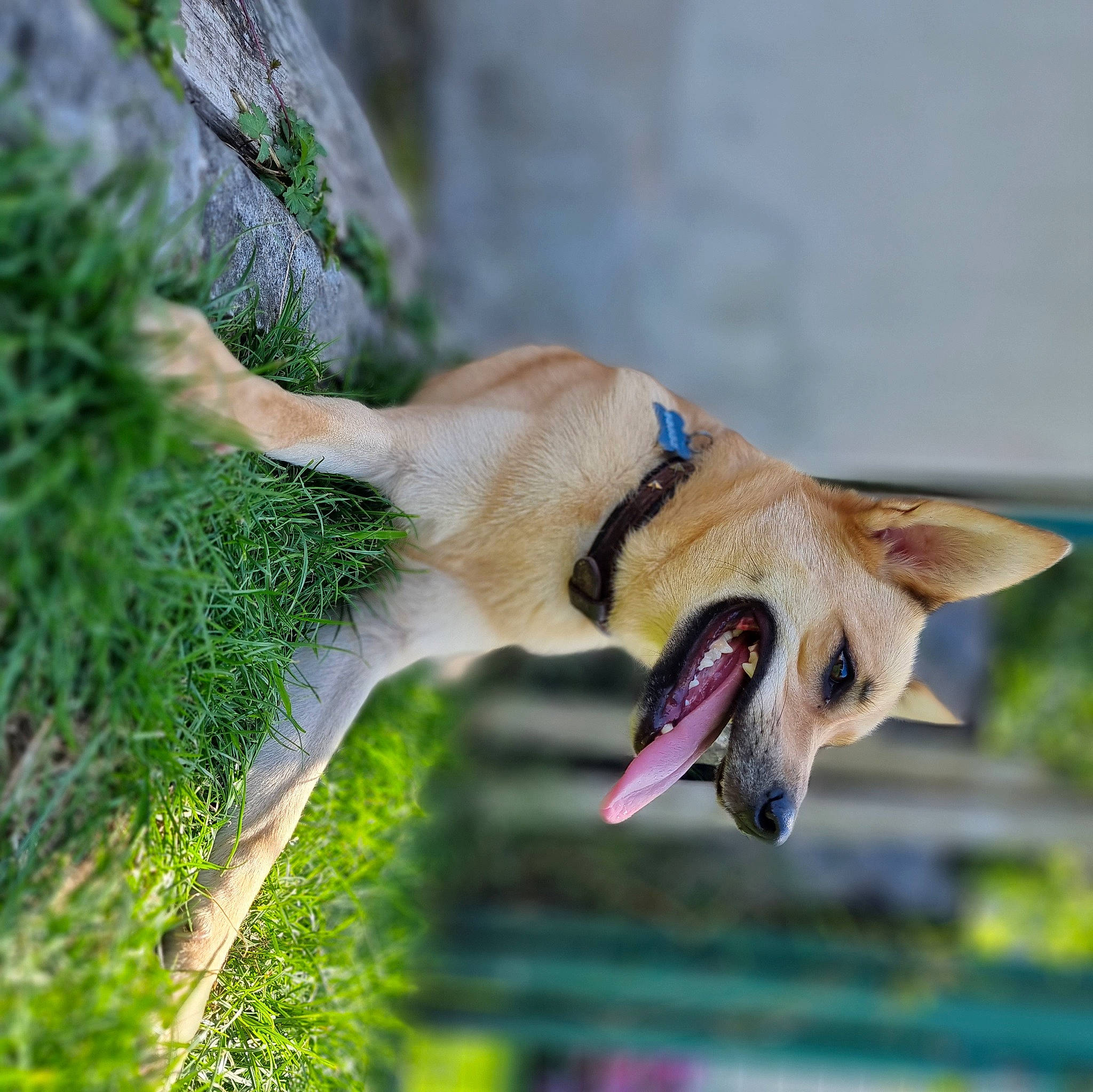 Tipatte participe au concours pour gagner de l'argent avec cette photo : biting, canidae, carnivore, collar, companion_dog, dog, dog_breed, dog_collar, fang, fawn, grass, jumping, leash, sporting_group, tail, water, whiskers, wing, working_animal, yawn