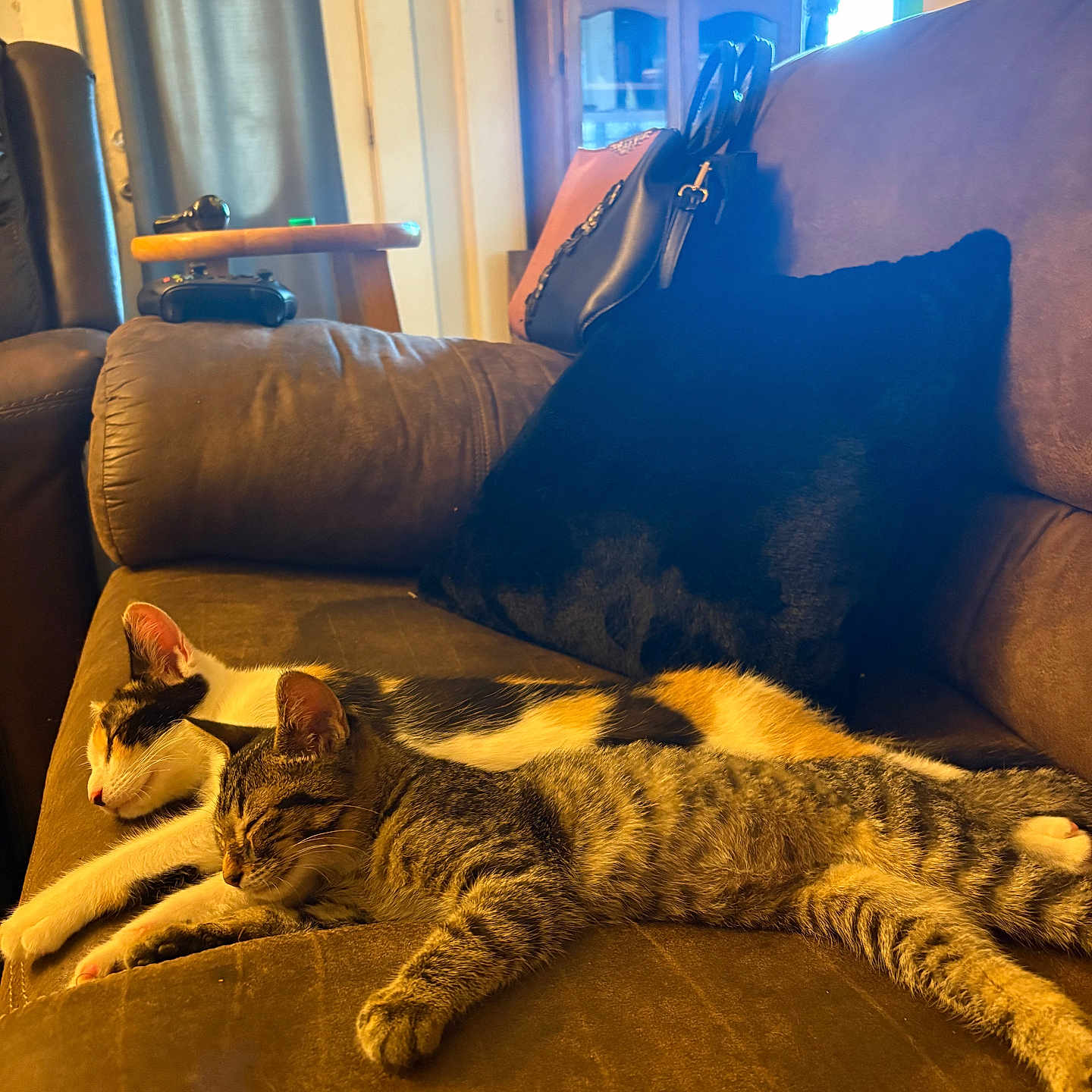 Barbara Mcdonough joined the competition — help win amazing prizes! black_pillow, calico_cat, cat, couch, cozy, decor, fur, furniture, game_controller, handbag, indoor, kitten, living_room, nap, pets, pillow, relaxing, sleeping, sofa, tabby_cat