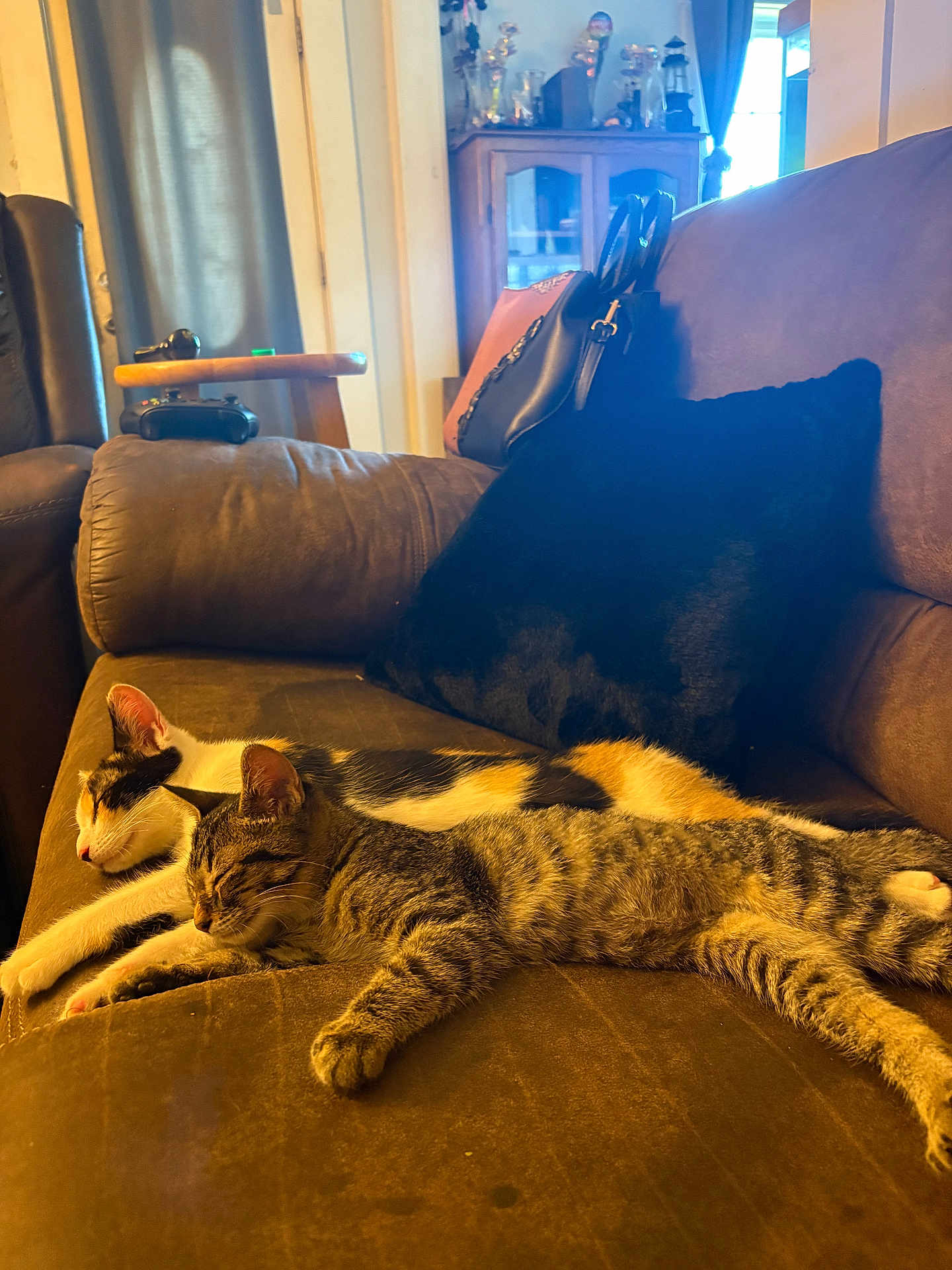 Barbara Mcdonough joined the competition — help win amazing prizes! cat, kitten, tabby_cat, calico_cat, sleeping, nap, couch, sofa, living_room, pillow, black_pillow, handbag, furniture, cozy, indoor, fur, pets, relaxing, decor, game_controller