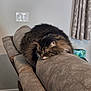 cat, couch, cozy, curtains, domestic_animal, fluffy, fur, furniture, home, indoor, light_switch, peaceful, pet, relaxation, resting, sleeping, soft_texture, tabby_cat, wall, window_reflection