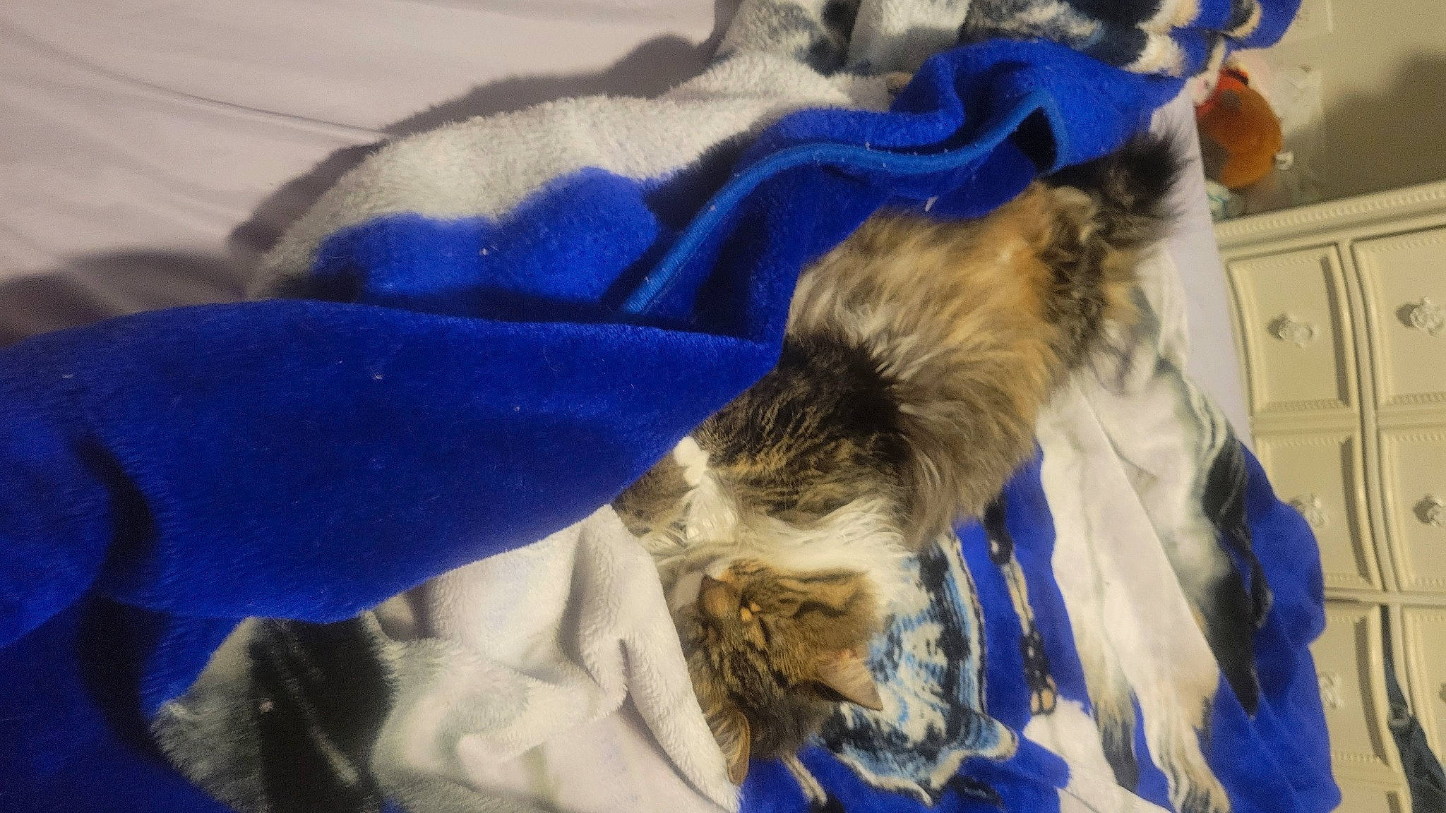 Missy joined the competition — help win amazing prizes! blue, cabinetry, canidae, carnivore, cat, claw, comfort, companion_dog, dog_breed, domestic_short_haired_cat, electric_blue, felidae, fur, linens, nap, paw, small_to_medium_sized_cats, sporting_group, tail, whiskers