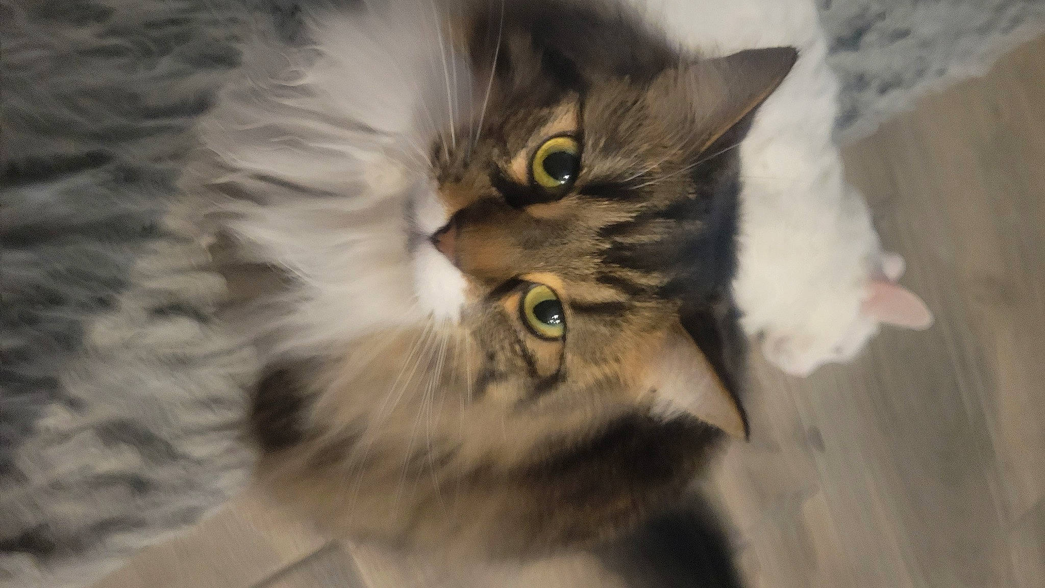 Missy is registered to the contest to win money with this photo: carnivore, cat, domestic_short_haired_cat, felidae, fur, grey, macro_photography, maine_coon, paw, small_to_medium_sized_cats, snout, terrestrial_animal, whiskers, wood