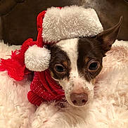 Ami Pulido is registered to the contest to win money with this photo: dog, santa_hat, red_sweater, small_dog, brown_and_white, fluffy_blanket, cozy, indoor, pet, close_up, christmas, holiday, resting, cute, animal, fur, warm, sleepy, head, face