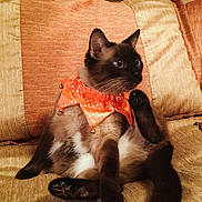 Princess Pulido joined the competition — help win amazing prizes! cat, siamese_cat, pet, feline, orange_collar, bells, couch, cushion, indoor, brown_fur, white_fur, sitting, relaxed, alert, animal, whiskers, tail, paw, fur, domestic_animal