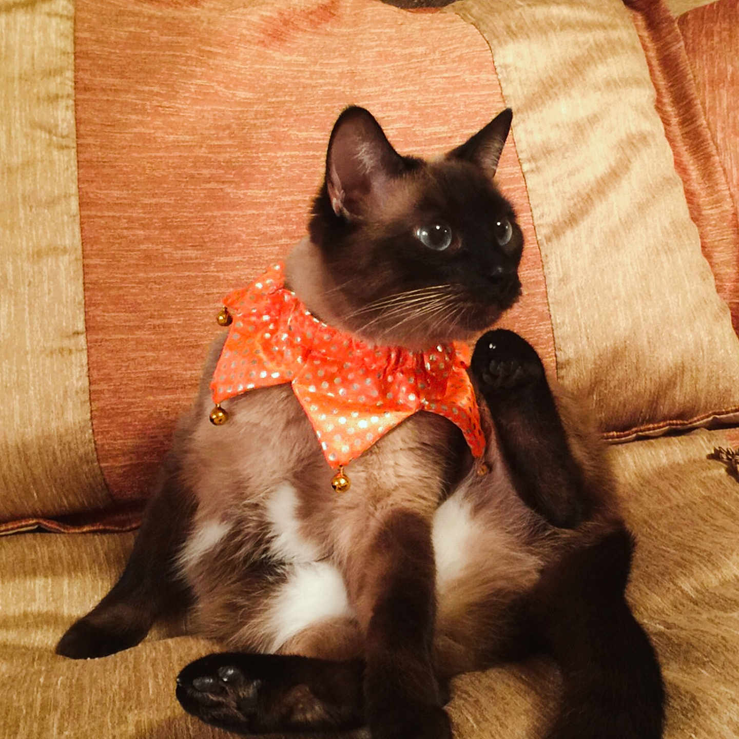 Princess Pulido joined the competition — help win amazing prizes! cat, siamese_cat, pet, feline, orange_collar, bells, couch, cushion, indoor, brown_fur, white_fur, sitting, relaxed, alert, animal, whiskers, tail, paw, fur, domestic_animal