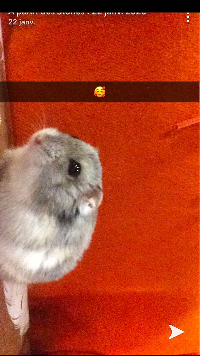 Tac a rejoint le concours — aidez-le/la à gagner de superbes lots ! chinchilla, degu, fawn, gerbil, guinea_pig, hamster, mammal, mouse, muridae, muroidea, rabbits_and_hares, rat, rodent, whiskers