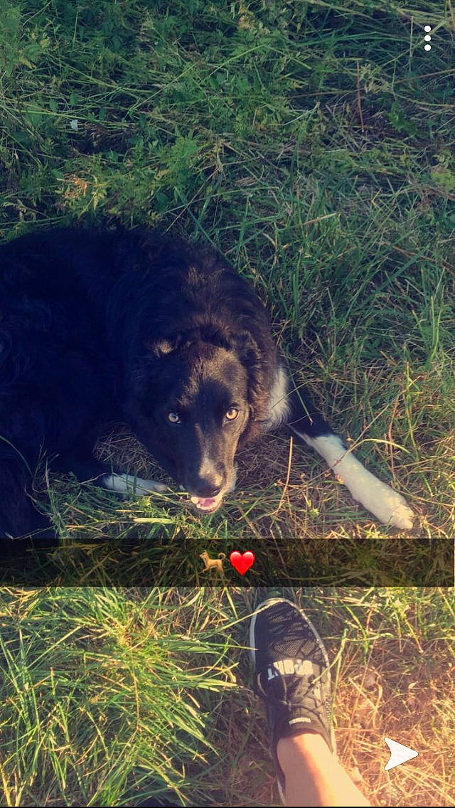 Nino a rejoint le concours — aidez-le/la à gagner de superbes lots ! canidae, carnivore, dog_breed, felidae, grass, hunting_dog, plant, wildlife