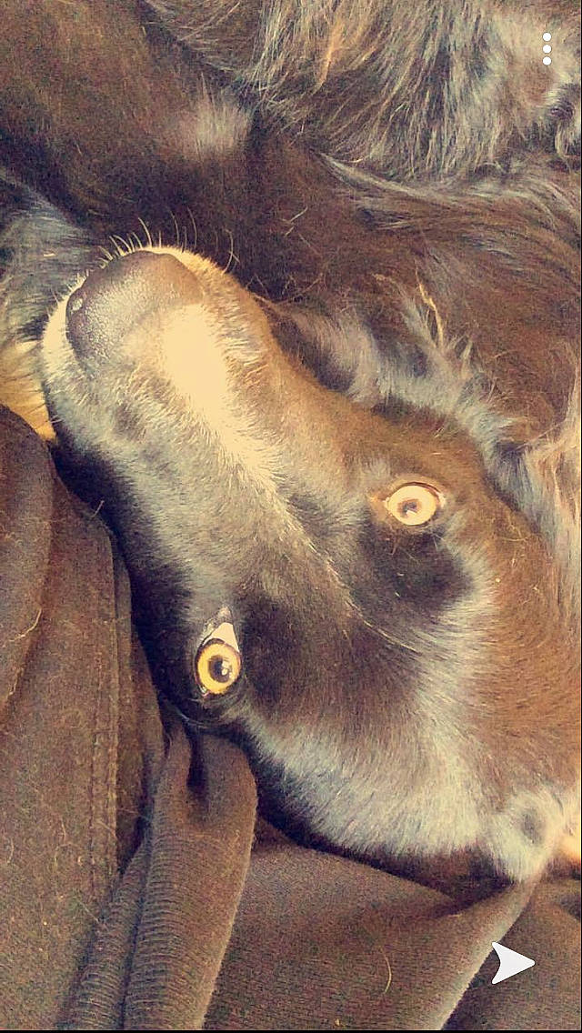 Nino a rejoint le concours — aidez-le/la à gagner de superbes lots ! canidae, close_up, dog_breed, ear, eye, fawn, fur, liver, nose, selfie, skin, snout, sporting_group, working_animal