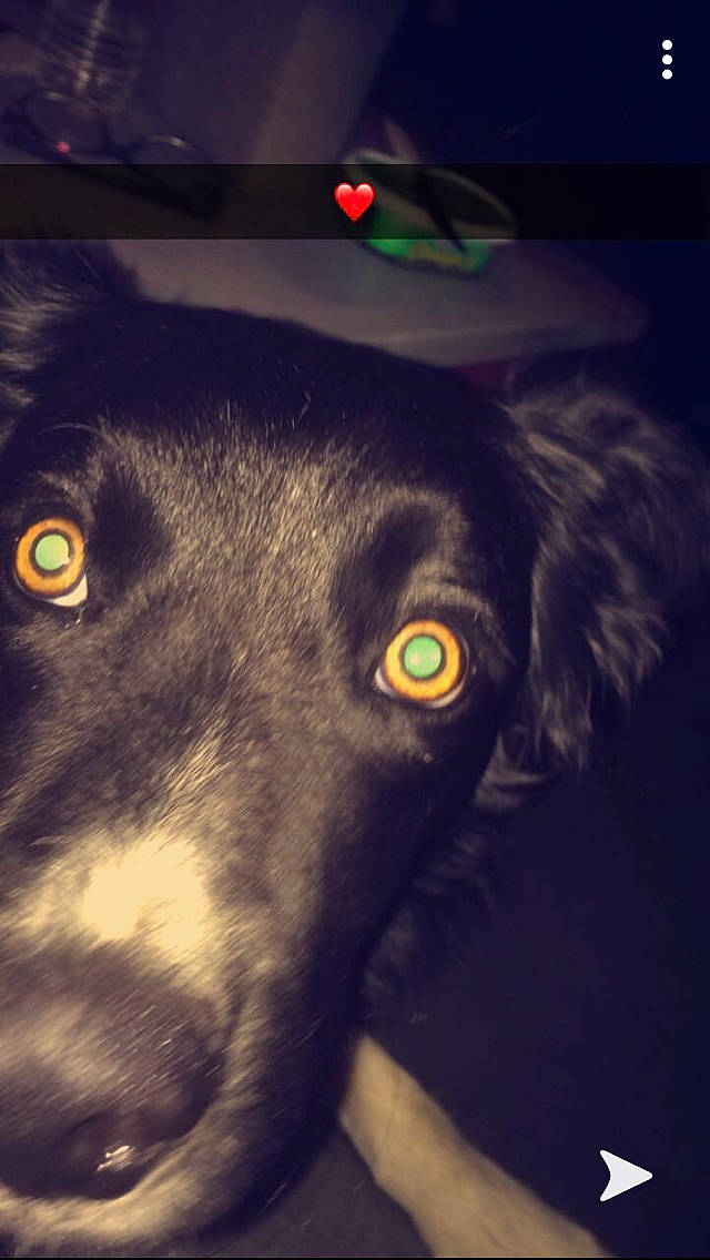 Nino a rejoint le concours — aidez-le/la à gagner de superbes lots ! canidae, carnivore, dog, dog_breed, ear, eye, green, iris, nose, organ, photography, red_eye_effect, snout, sporting_group, whiskers