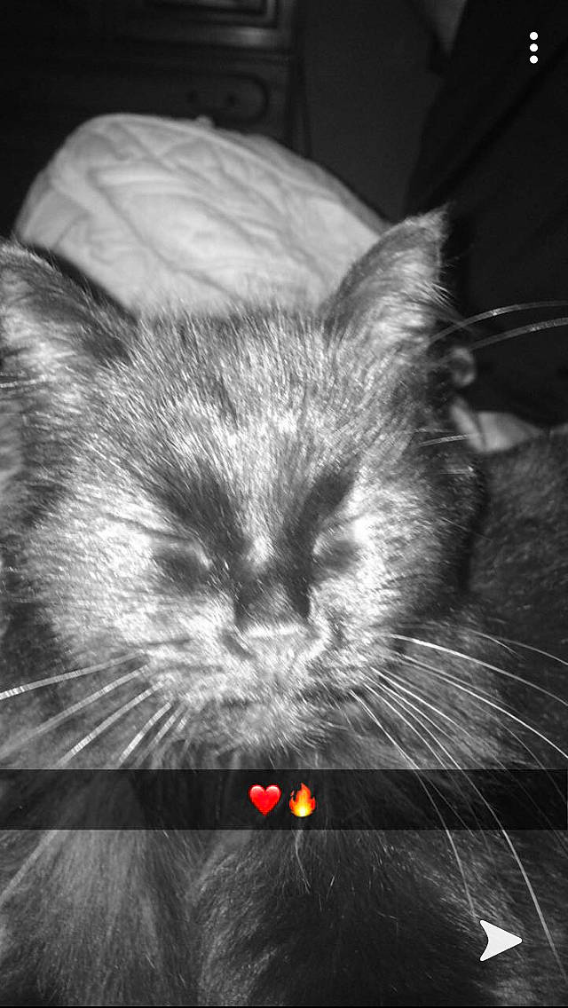 Hainna a rejoint le concours — aidez-le/la à gagner de superbes lots ! black_and_white, black_cat, carnivore, cat, close_up, darkness, ear, eye, felidae, fur, iris, kitten, monochrome_photography, norwegian_forest_cat, nose, organ, small_to_medium_sized_cats, snout, tail, whiskers