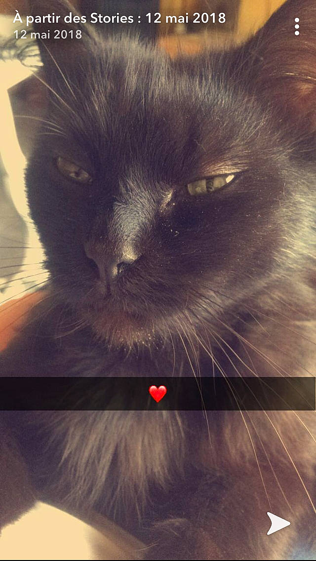 Hainna a rejoint le concours — aidez-le/la à gagner de superbes lots ! black_cat, carnivore, cat, domestic_long_haired_cat, eye, felidae, fur, iris, nebelung, persian, small_to_medium_sized_cats, snout, tail, whiskers