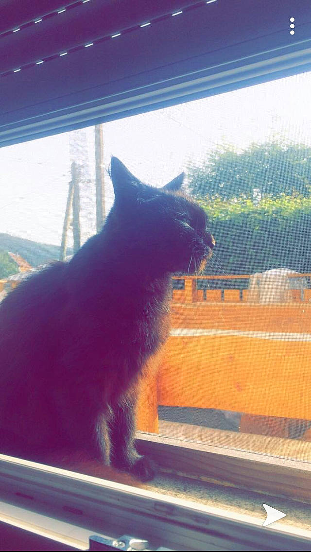 Hainna a rejoint le concours — aidez-le/la à gagner de superbes lots ! black_cat, carnivore, cat, chartreux, felidae, korat, nebelung, russian_blue, small_to_medium_sized_cats, sunlight, tail, whiskers, window