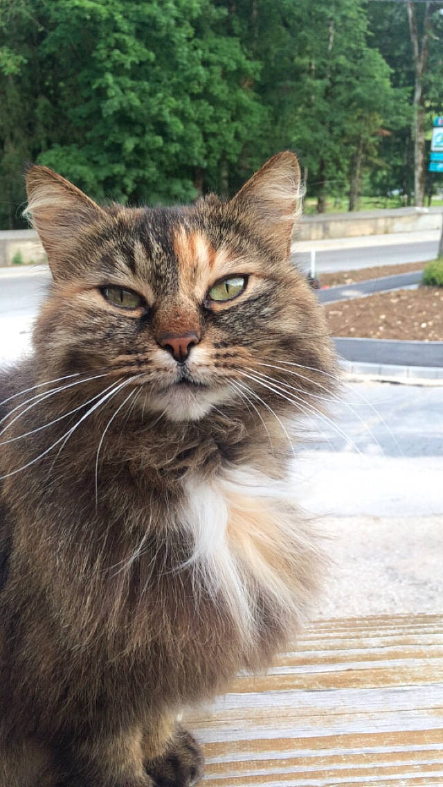 Grisettte participe au concours pour gagner de l'argent avec cette photo : aegean_cat, asian, asian_semi_longhair, carnivore, cat, domestic_long_haired_cat, domestic_short_haired_cat, european_shorthair, felidae, grass, maine_coon, mammal, norwegian_forest_cat, siberian, small_to_medium_sized_cats, tabby_cat, vertebrate, whiskers, wild_cat, wildlife