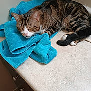 Squeaky joined the competition — help win amazing prizes! animal, blue_towel, cat, closed_eyes, countertop, ears, face, floor, fur, indoor, kitchen, paw, pet, relaxed, resting, sleeping, striped, tabby_cat, towel, whiskers