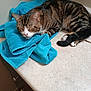 animal, blue_towel, cat, closed_eyes, countertop, ears, face, floor, fur, indoor, kitchen, paw, pet, relaxed, resting, sleeping, striped, tabby_cat, towel, whiskers