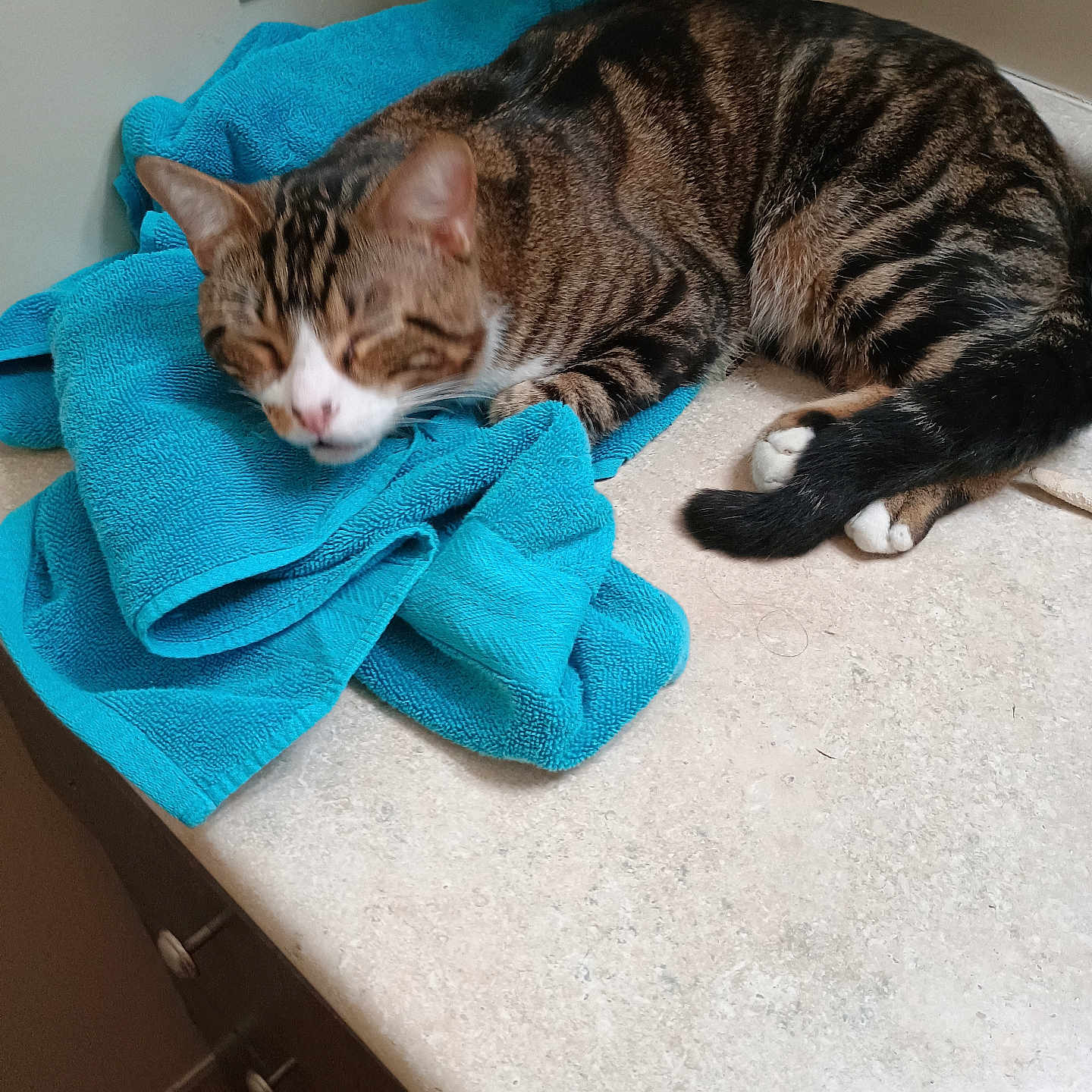 Squeaky joined the competition — help win amazing prizes! animal, blue_towel, cat, closed_eyes, countertop, ears, face, floor, fur, indoor, kitchen, paw, pet, relaxed, resting, sleeping, striped, tabby_cat, towel, whiskers