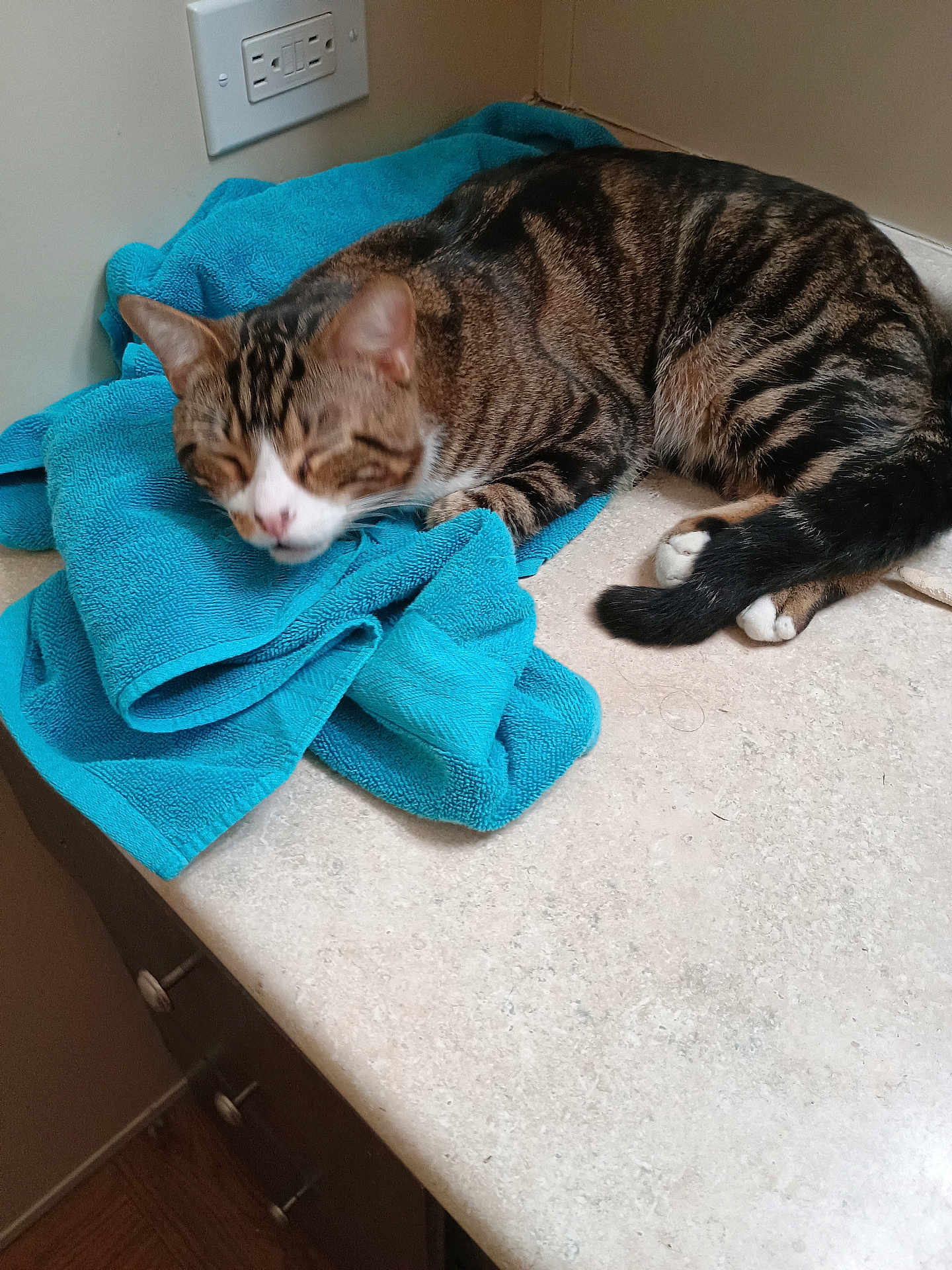 Squeaky joined the competition — help win amazing prizes! animal, blue_towel, cat, closed_eyes, countertop, ears, face, floor, fur, indoor, kitchen, paw, pet, relaxed, resting, sleeping, striped, tabby_cat, towel, whiskers