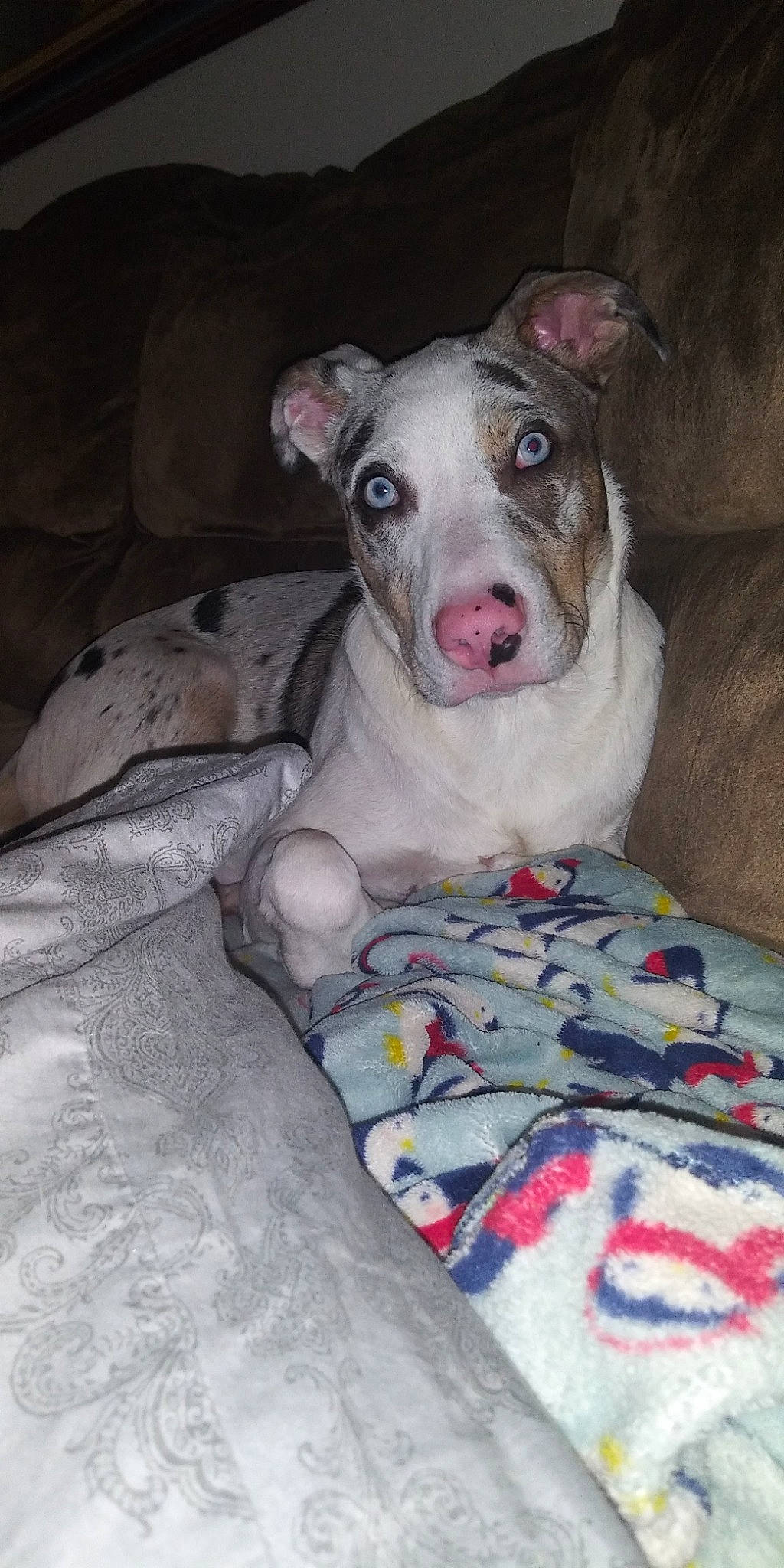 Mico joined the competition — help win amazing prizes! canidae, carnivore, comfort, companion_dog, dog, dog_breed, fawn, fur, grey, linens, non_sporting_group, snout, sporting_group, terrestrial_animal, whiskers, working_animal