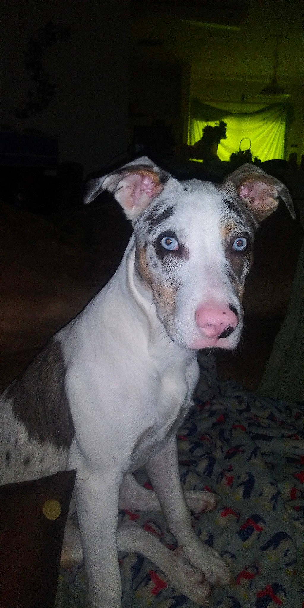 Mico is registered to the contest to win money with this photo: canidae, carnivore, companion_dog, dog, dog_breed, eye, fawn, non_sporting_group, snout, sporting_group, terrestrial_animal, whiskers, working_animal