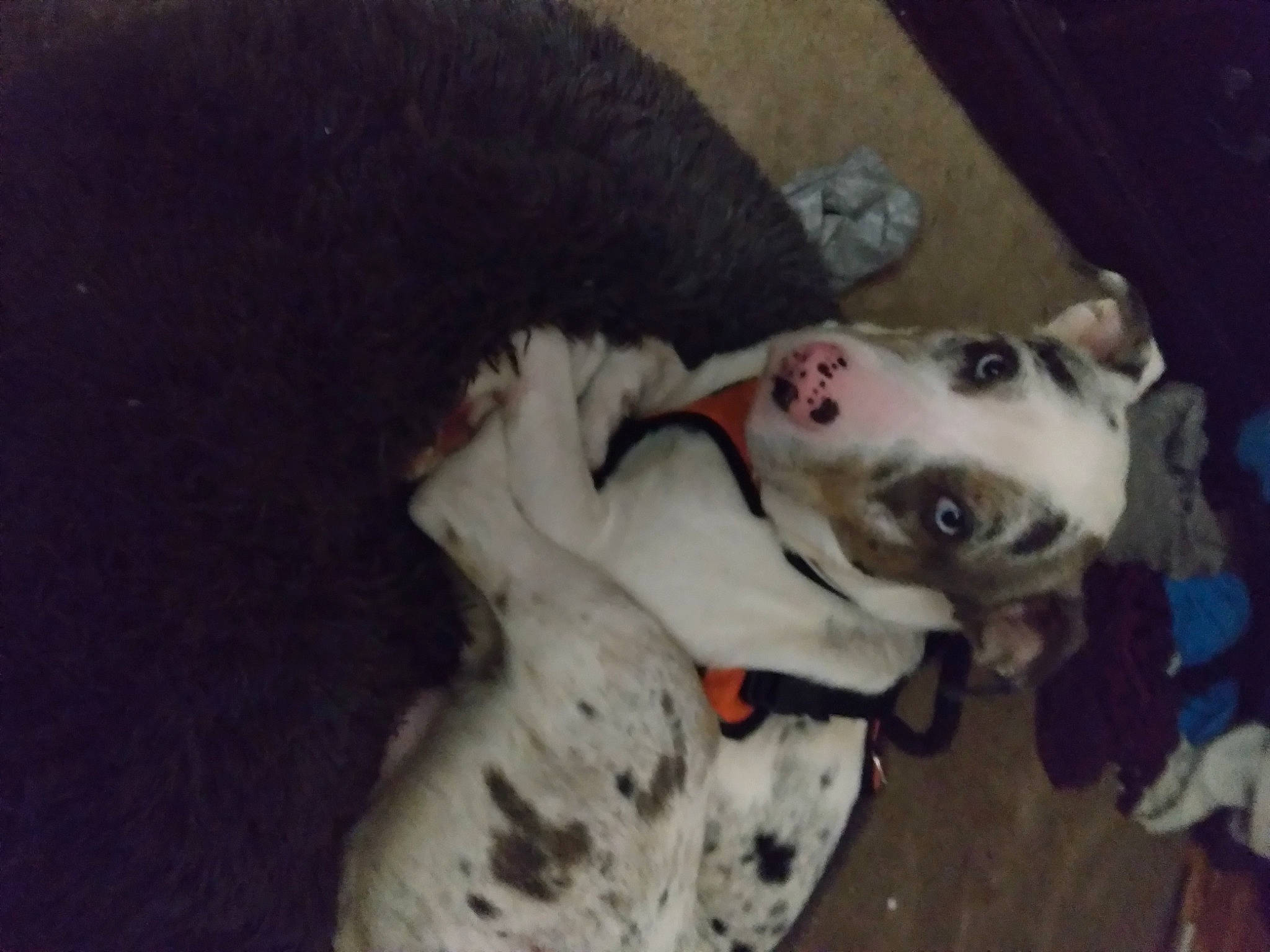 Mico joined the competition — help win amazing prizes! canidae, carnivore, collar, companion_dog, dog, dog_breed, fawn, fur, non_sporting_group, snout, sporting_group, terrestrial_animal, whiskers, working_animal, working_dog