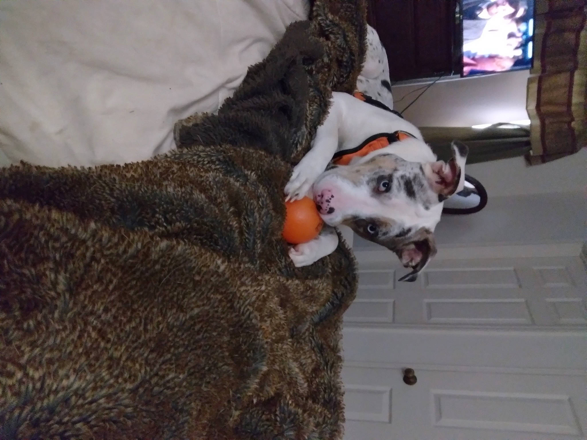 Mico is registered to the contest to win money with this photo: carnivore, collar, companion_dog, couch, dog, dog_breed, domestic_short_haired_cat, fawn, felidae, fur, grey, small_to_medium_sized_cats, snout, sporting_group, stuffed_toy, tail, television, toy, whiskers, working_animal