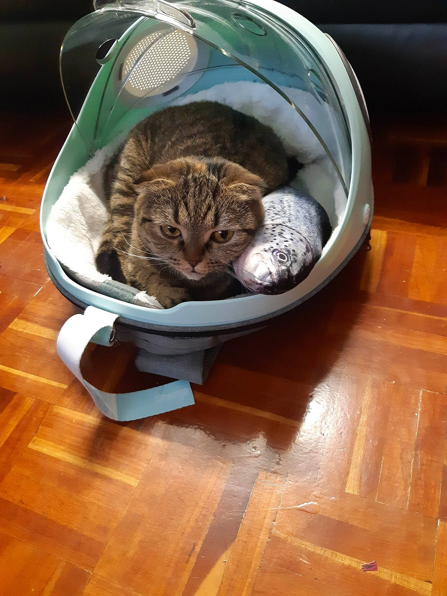 Brandy is registered to the contest to win money with this photo: brown, carnivore, cat, cat_supply, comfort, domestic_short_haired_cat, felidae, flooring, fur, hardwood, laminate_flooring, mammal, pet_supply, small_to_medium_sized_cats, tail, varnish, whiskers, wood, wood_flooring, wood_stain