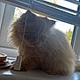 Barnaby is registered to the contest to win money with this photo: animal, blinds, cat, coasters, curious, domestic, feline, fluffy, fur, houseplant, indoor, long_hair, natural_light, pet, quiet, relaxed, whiskers, window, windowsill, wooden