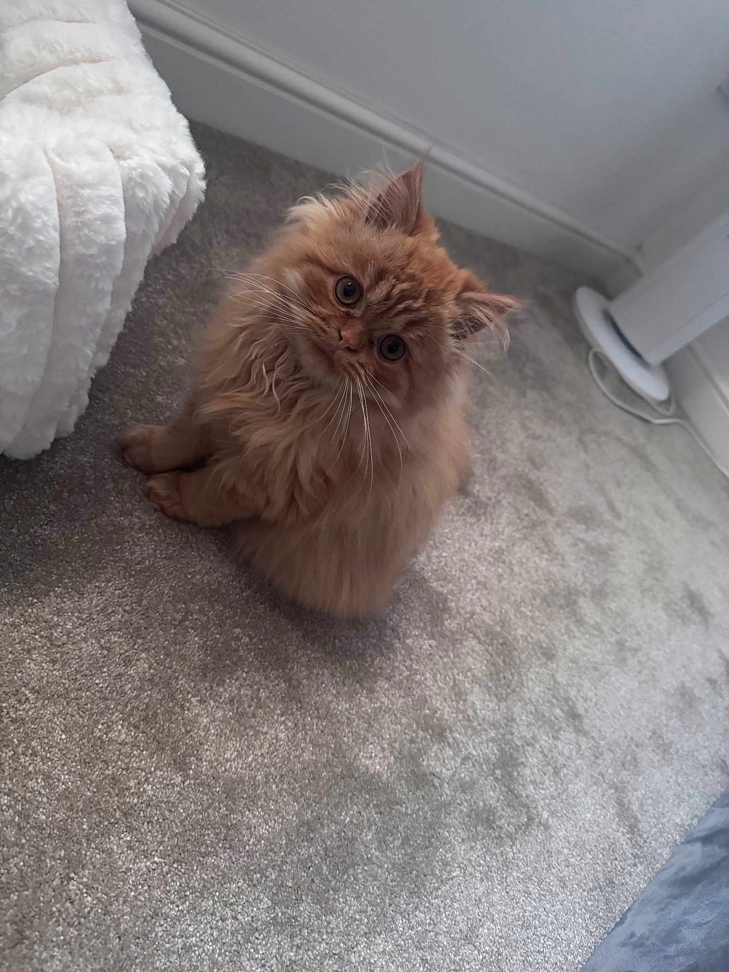 Barnaby is registered to the contest to win money with this photo: animal, blanket, carpet, cat, companion, cozy, curious, cute, domestic_animal, floor, fluffy, fur, ginger, head_tilt, indoor, pet, relaxed, small, soft, whiskers